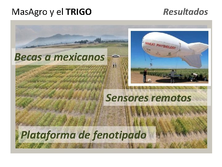 Mas. Agro y el TRIGO Resultados Becas a mexicanos Sensores remotos Plataforma de fenotipado