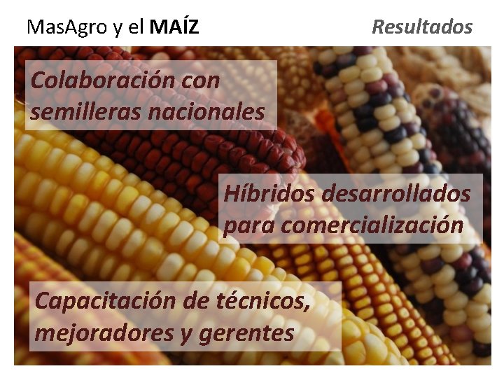 Mas. Agro y el MAÍZ Resultados Colaboración con semilleras nacionales Híbridos desarrollados para comercialización