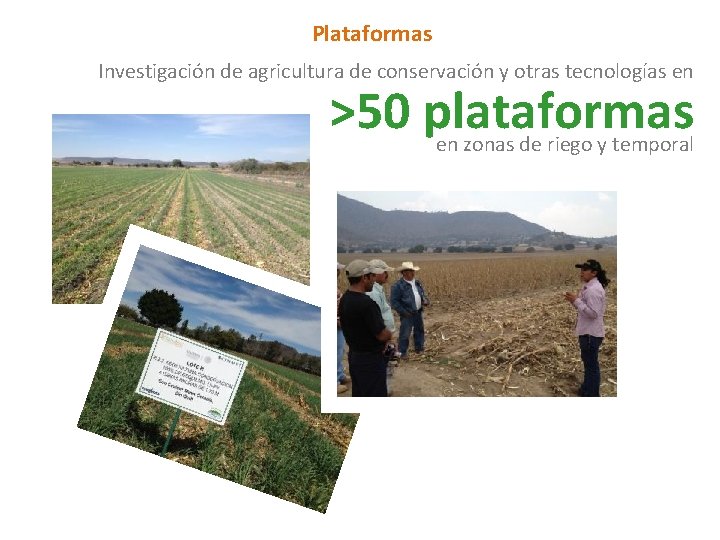 Plataformas Investigación de agricultura de conservación y otras tecnologías en >50 plataformas en zonas