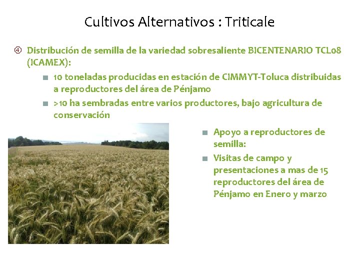 Cultivos Alternativos : Triticale Distribución de semilla de la variedad sobresaliente BICENTENARIO TCL 08