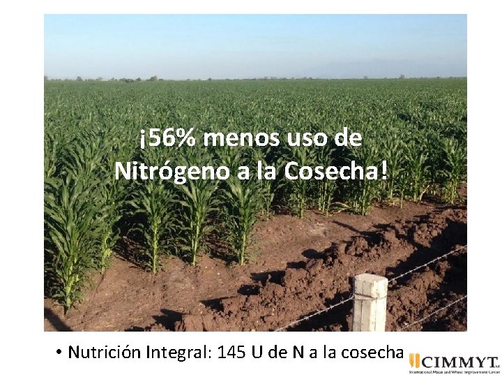 ¡ 56% menos uso de Nitrógeno a la Cosecha! • Nutrición Integral: 145 U