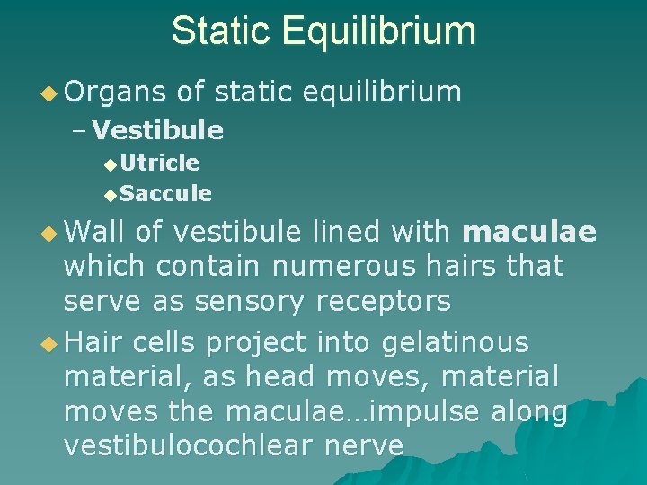 Static Equilibrium u Organs of static equilibrium – Vestibule u Utricle u Saccule u