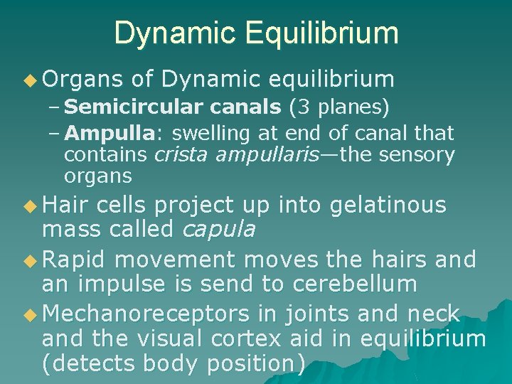 Dynamic Equilibrium u Organs of Dynamic equilibrium – Semicircular canals (3 planes) – Ampulla: