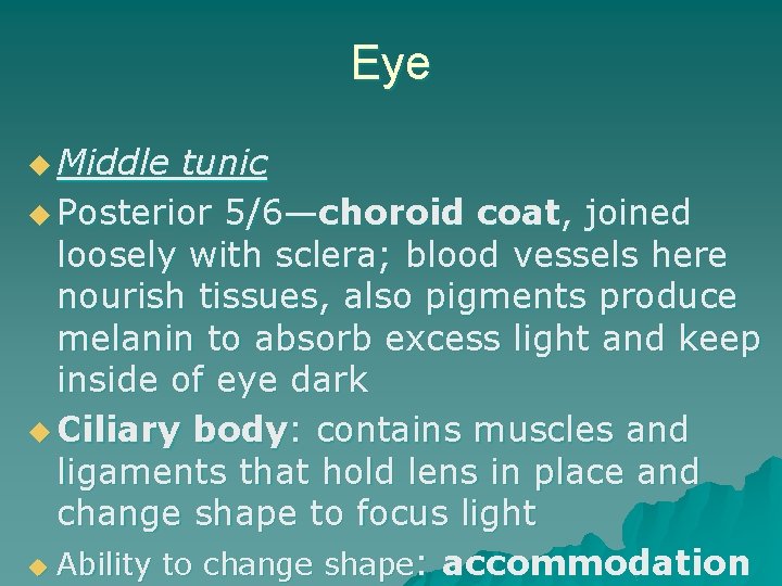 Eye u Middle tunic u Posterior 5/6—choroid coat, joined loosely with sclera; blood vessels