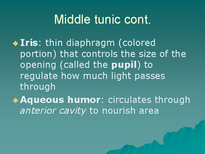 Middle tunic cont. u Iris: thin diaphragm (colored portion) that controls the size of