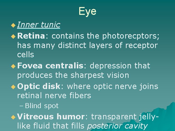 Eye u Inner tunic u Retina: contains the photorecptors; has many distinct layers of