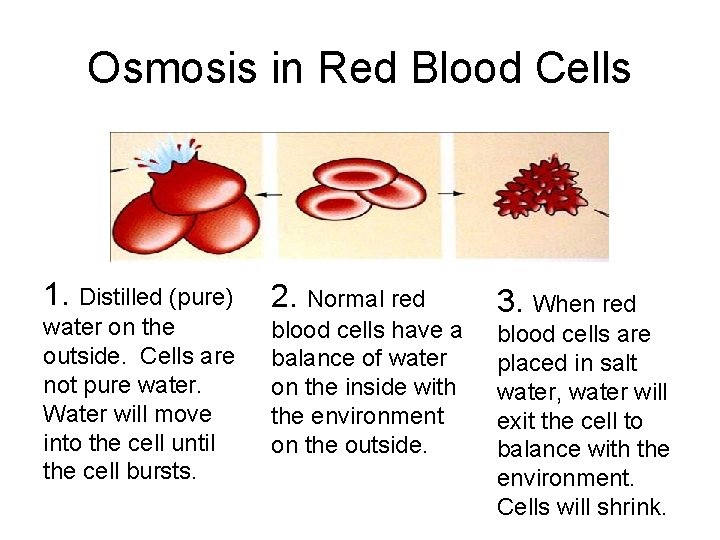 Osmosis in Red Blood Cells 1. Distilled (pure) water on the outside. Cells are