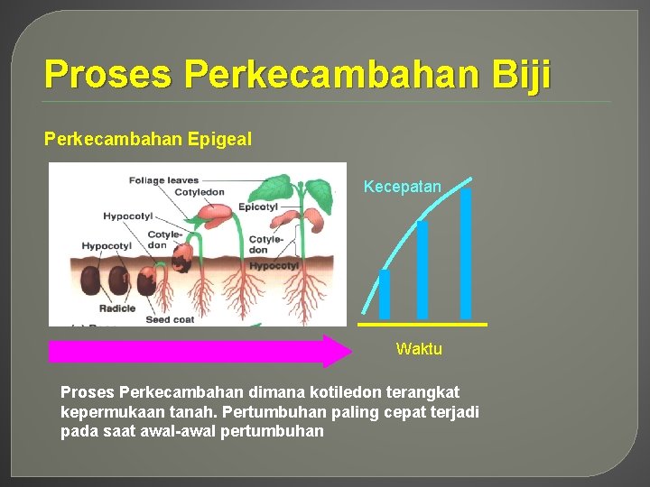 Proses Perkecambahan Biji Perkecambahan Epigeal Kecepatan Waktu Proses Perkecambahan dimana kotiledon terangkat kepermukaan tanah.