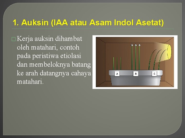 1. Auksin (IAA atau Asam Indol Asetat) � Kerja auksin dihambat oleh matahari, contoh 1. Auksin (IAA atau Asam Indol Asetat) � Kerja auksin dihambat oleh matahari, contoh