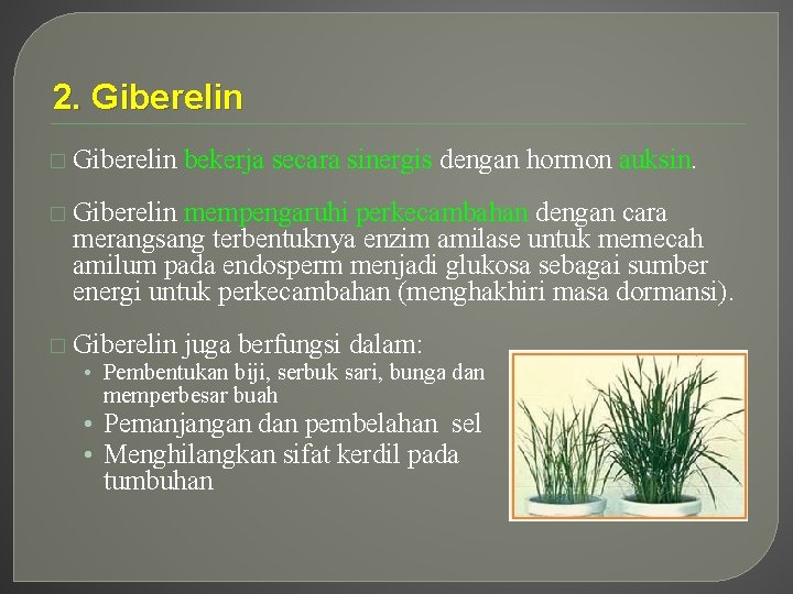 2. Giberelin � Giberelin bekerja secara sinergis dengan hormon auksin. � Giberelin mempengaruhi perkecambahan 2. Giberelin � Giberelin bekerja secara sinergis dengan hormon auksin. � Giberelin mempengaruhi perkecambahan