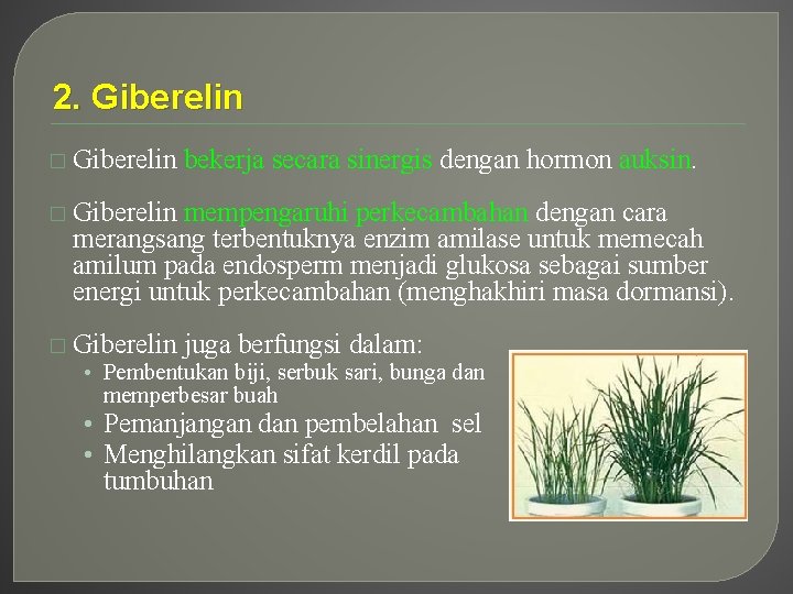 2. Giberelin � Giberelin bekerja secara sinergis dengan hormon auksin. � Giberelin mempengaruhi perkecambahan