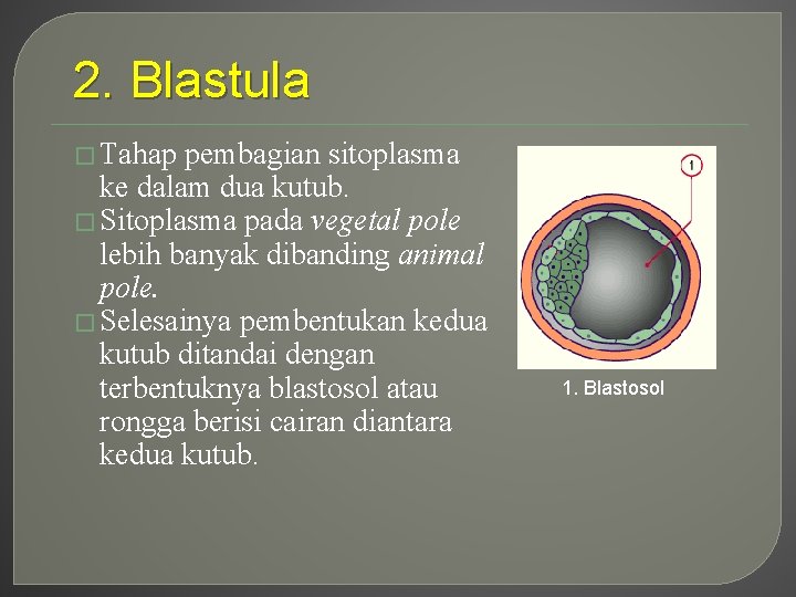 2. Blastula � Tahap pembagian sitoplasma ke dalam dua kutub. � Sitoplasma pada vegetal
