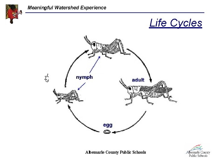 Meaningful Watershed Experience Life Cycles Albemarle County Public Schools 