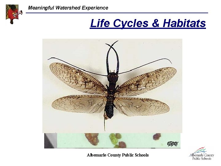 Meaningful Watershed Experience Life Cycles & Habitats Albemarle County Public Schools 