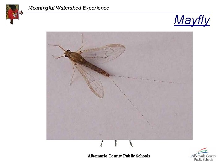 Meaningful Watershed Experience Mayfly Albemarle County Public Schools 