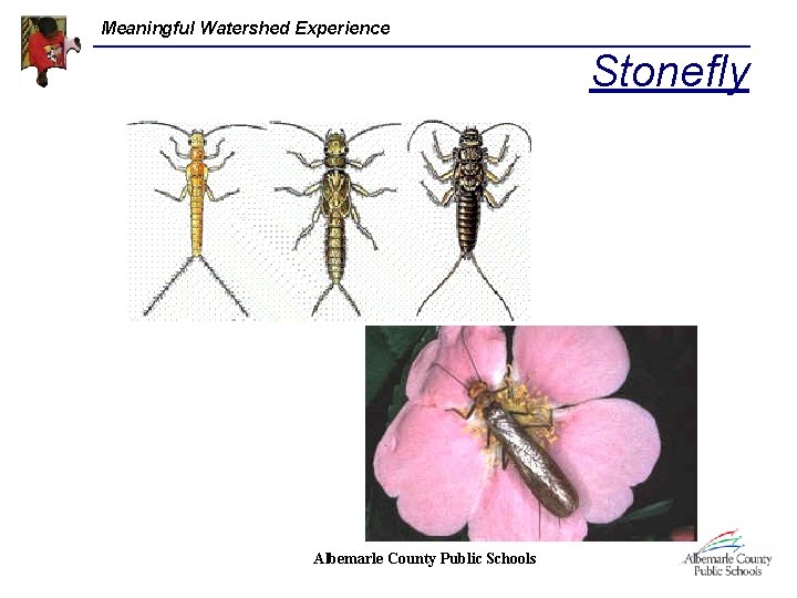Meaningful Watershed Experience Stonefly Albemarle County Public Schools 