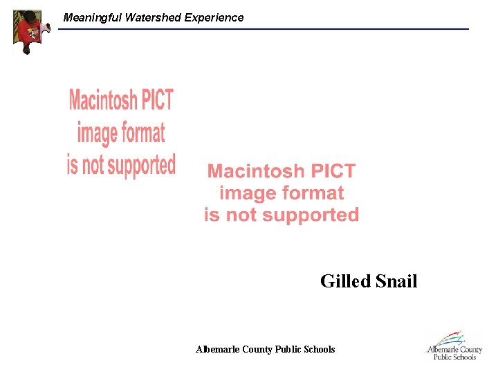 Meaningful Watershed Experience Gilled Snail Albemarle County Public Schools 