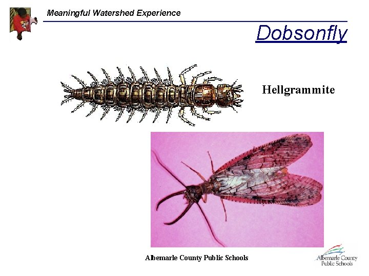 Meaningful Watershed Experience Dobsonfly Hellgrammite Albemarle County Public Schools 