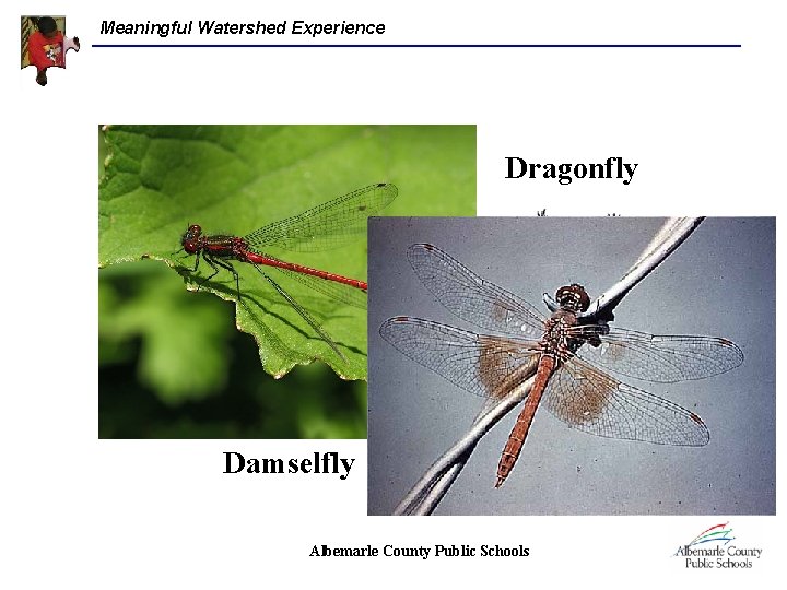 Meaningful Watershed Experience Dragonfly Damselfly Albemarle County Public Schools 