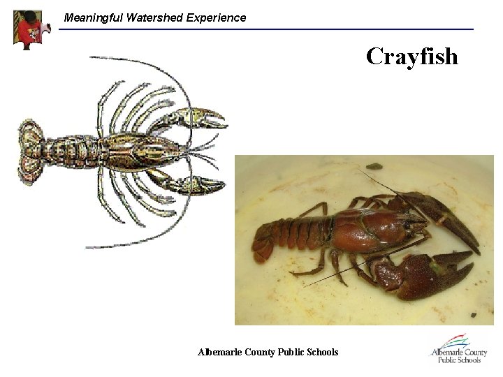 Meaningful Watershed Experience Crayfish Albemarle County Public Schools 