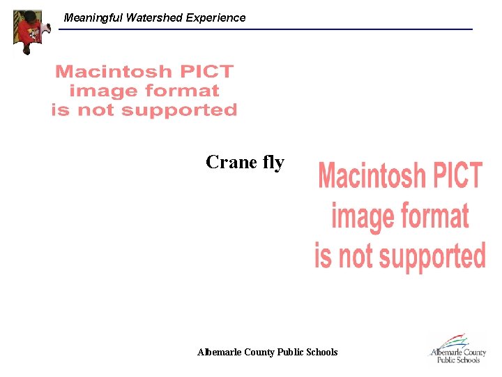 Meaningful Watershed Experience Crane fly Albemarle County Public Schools 