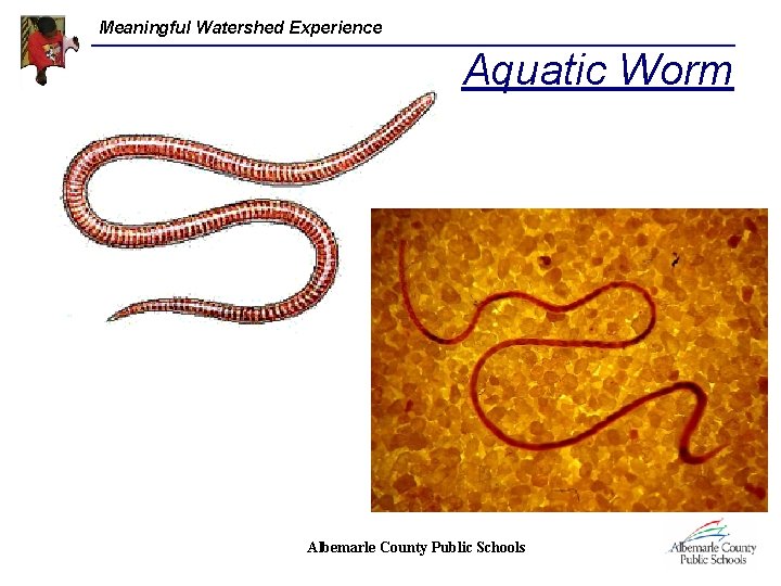 Meaningful Watershed Experience Aquatic Worm Albemarle County Public Schools 