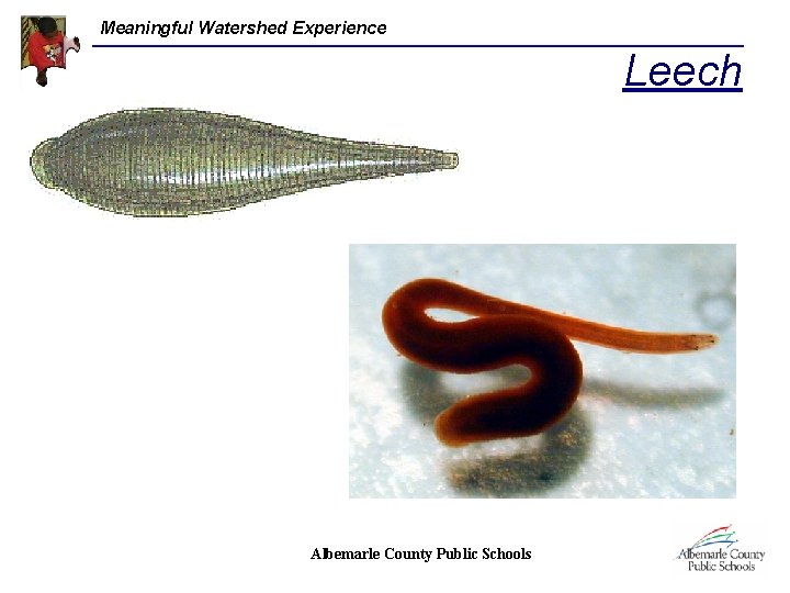 Meaningful Watershed Experience Leech Albemarle County Public Schools 