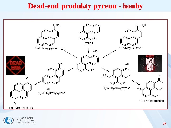 Dead-end produkty pyrenu - houby 35 