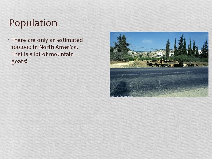 Population • There are only an estimated 100, 000 in North America. That is