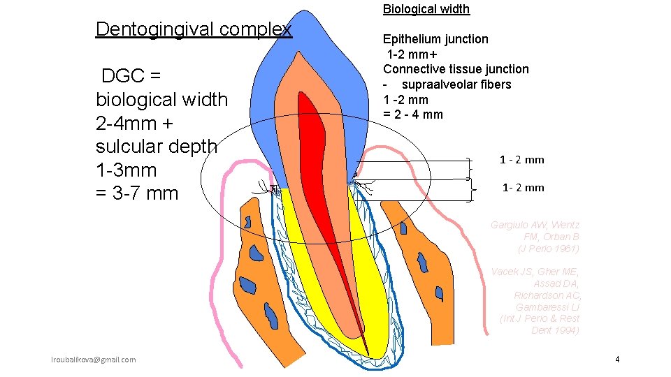 Biological width Dentogingival complex DGC = biological width 2 -4 mm + sulcular depth