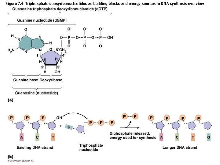 Figure 7. 4 Triphosphate deoxyribonucleotides as building blocks and energy sources in DNA synthesis-overview