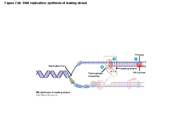 Figure 7. 6 b DNA replication: synthesis of leading strand Primase 3´ Replication fork