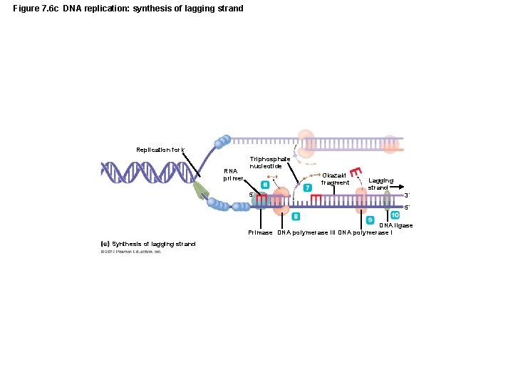 Figure 7. 6 c DNA replication: synthesis of lagging strand Replication fork RNA primer