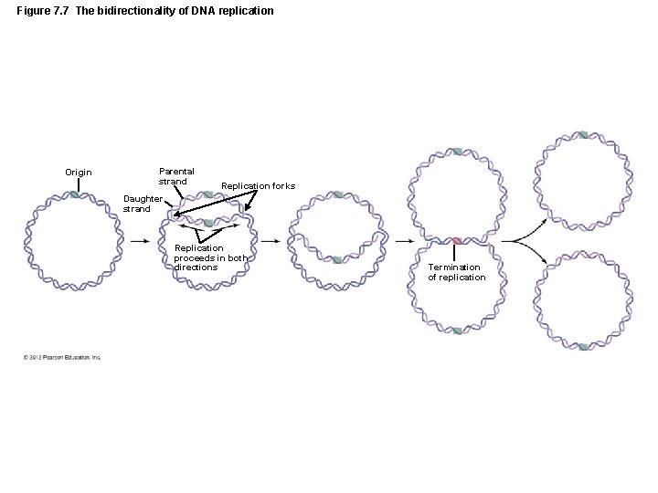 Figure 7. 7 The bidirectionality of DNA replication Origin Parental strand Replication forks Daughter