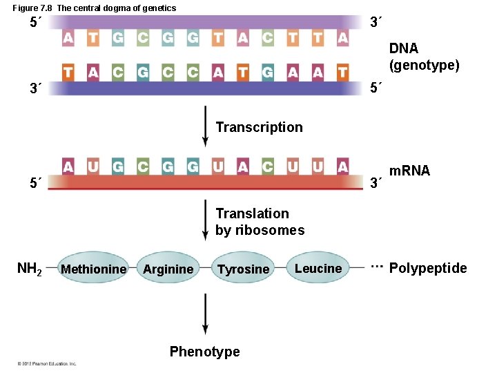 Figure 7. 8 The central dogma of genetics 5´ 3´ DNA (genotype) 5´ 3´