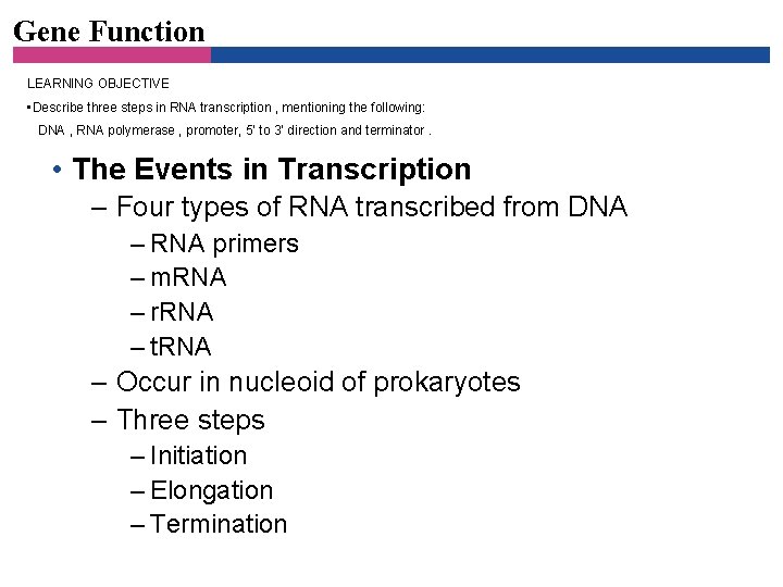 Gene Function LEARNING OBJECTIVE • Describe three steps in RNA transcription , mentioning the