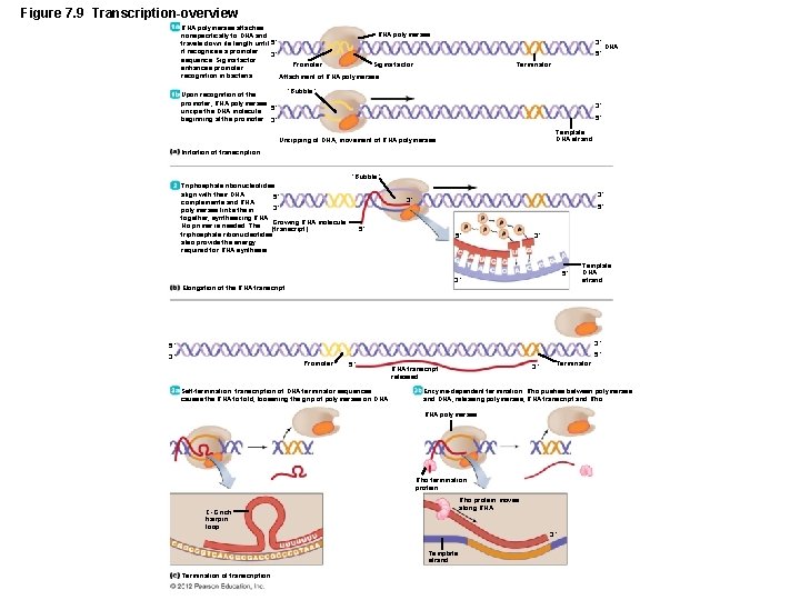 Figure 7. 9 Transcription-overview RNA polymerase attaches RNA polymerase nonspecifically to DNA and travels