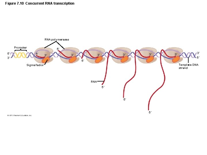 Figure 7. 10 Concurrent RNA transcription RNA polymerases Promoter 5´ 3´ 5´ 5´ 3´
