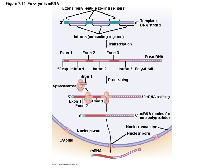 Figure 7. 11 Eukaryotic m. RNA Exons (polypeptide coding regions) 5´ Template DNA strand