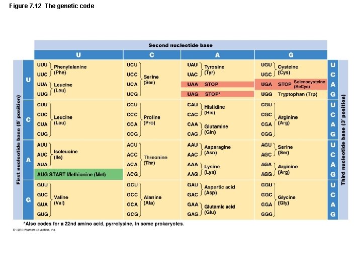 Figure 7. 12 The genetic code 