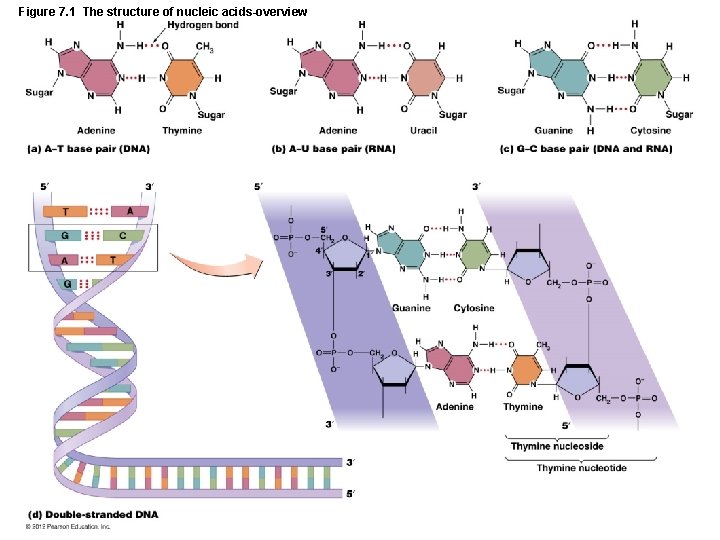 Figure 7. 1 The structure of nucleic acids-overview 