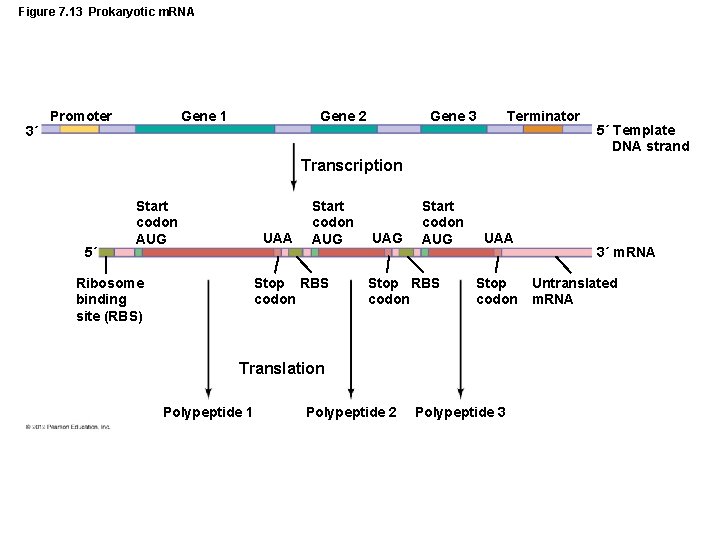Figure 7. 13 Prokaryotic m. RNA 3´ Promoter Gene 1 Gene 2 Gene 3