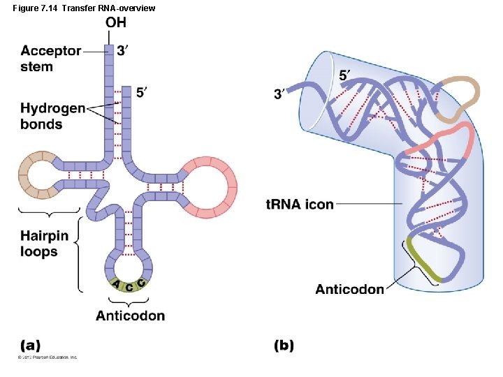 Figure 7. 14 Transfer RNA-overview 