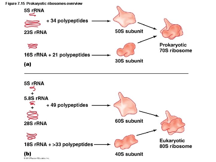 Figure 7. 15 Prokaryotic ribosomes-overview 