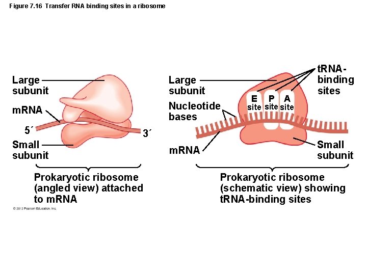 Figure 7. 16 Transfer RNA binding sites in a ribosome Large subunit Nucleotide bases