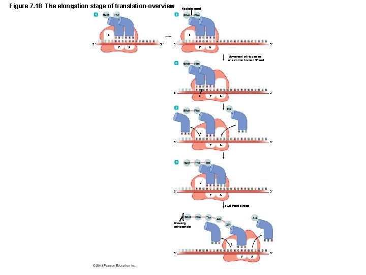 Figure 7. 18 The elongation stage of translation-overview E 5´ Peptide bond E P
