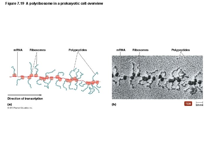 Figure 7. 19 A polyribosome in a prokaryotic cell-overview 