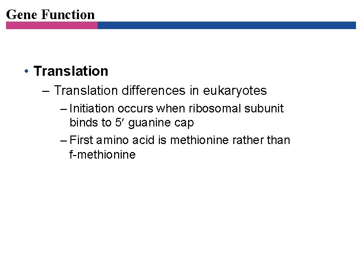 Gene Function • Translation – Translation differences in eukaryotes – Initiation occurs when ribosomal