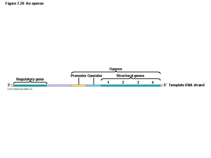 Figure 7. 20 An operon Operon Regulatory gene 3´ Promoter Operator Structural genes 1