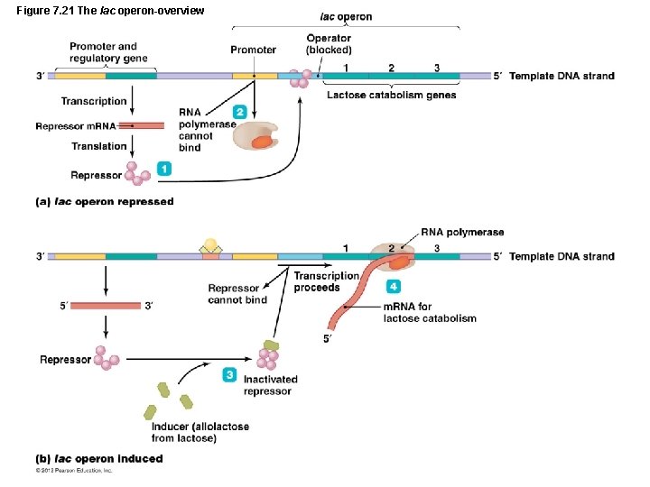 Figure 7. 21 The lac operon-overview 